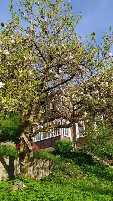 Haus Am Wald Zorge 16+ Gaeste Walkenried エクステリア 写真