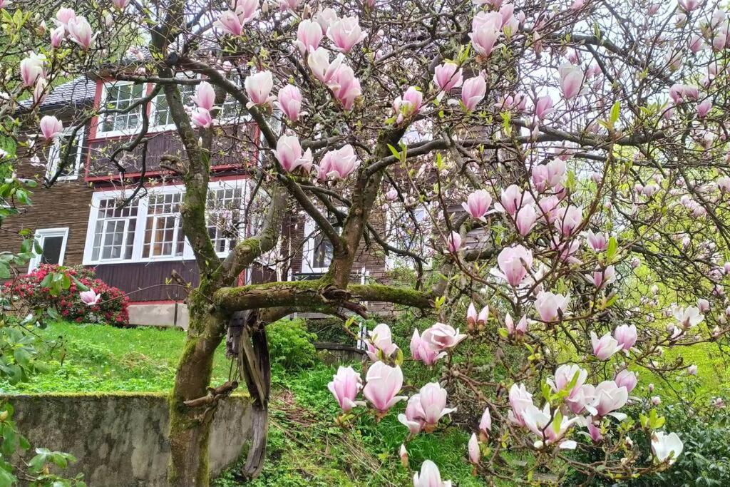 Haus Am Wald Zorge 16+ Gaeste Walkenried エクステリア 写真